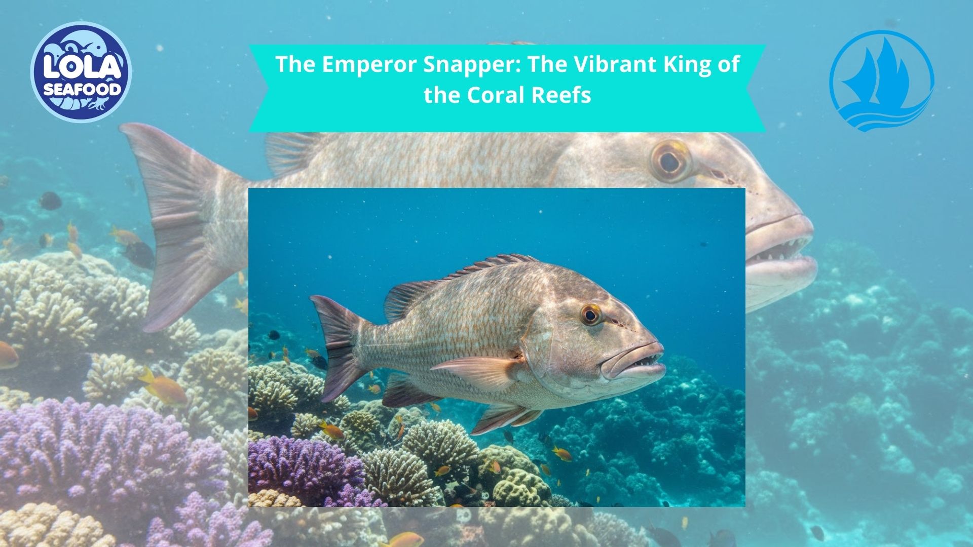 The Emperor Snapper: The Vibrant King of the Coral Reefs